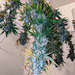 ghost-train-haze-fem-seedkeepers.jpg