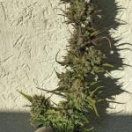 guava-auto-fem-fastbuds.jpg