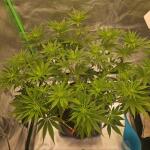 marshmallow-og-fem-compound-genetics.jpg