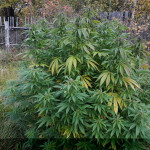 mazar-extra-bulk-seed-bank.jpg