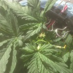northern-lights-nirvana-seeds.JPG