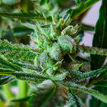 peach-crescendo-auto-rf3-fem-ethos-genetics.jpg