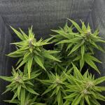 tropicana-cookies-auto-fem-fastbuds.jpeg