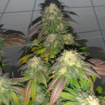 blackberry-moonrocks-fem-alphafem-seeds.jpg
