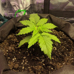 jack-47-auto-sweet-seeds.jpeg