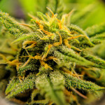 jack-47-auto-sweet-seeds.jpeg