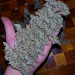 thin-mint-x-sour-pinot-auto-barneys-farm.jpg