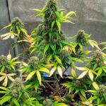 whiskey-zulu-auto-fem-7ch-american.jpg