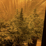 gelato-auto-fem-Semyanich.png