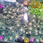 medusa-f1-auto-fem-rqs.jpg