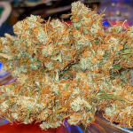 original-auto-sour-diesel-fem-fastbuds.jpg
