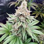 papaya-frosting-fem-barneys-farm.jpg