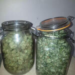 pineapple-chunk-fem-barneys-farm.jpg
