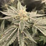 punchberry-cookies-rbx-fem-ethos-genetics.jpg