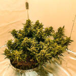 alpha-21-fem-alphafem-seeds.jpg