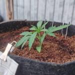 apple-betty-fem-herbies-seeds.jpg