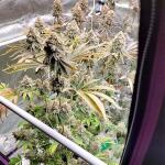 crescendo-rbx1-fem-ethos-genetics.jpg