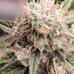 ghost-train-haze-fem-seedkeepers.jpg