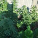 gorilla-auto-gorilla-glue-auto-fem-fastbuds.jpg