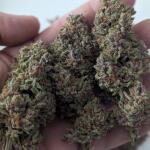 10th-planet-r1-fem-ethos-genetics.jpg