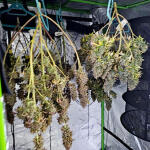 apple-betty-fem-herbies-seeds.jpg