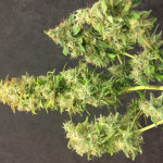 goldmine-fem-heavyweight-seeds.JPG