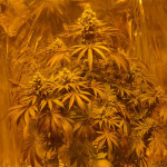 golosa-delicious-seeds.jpg
