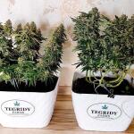 gorilla-zkittlez-fem-Semyanich.jpg