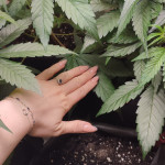 jack-47-auto-fem-sweet-seeds.jpg