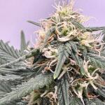 keepers-og-autoflower-fem-seedkeepers.jpeg