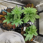 northern-lights-fem-00-seeds.jpg