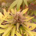papaya-zoap-f1-fast-version-fem-sweet-seeds.jpg