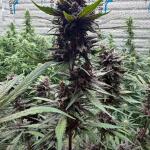 purple-lemonade-auto-fem-fastbuds.jpeg