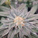 strawberry-og-cookies-r1-fem-ethos-genetics.jpg