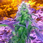 vanilla-frosting-fem-humboldt-seed-company.jpg