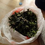 blow-mind-auto-sweet-seeds.jpg