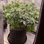 blueberry-og-fem-barneys-farm.jpg