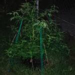 cap-junky-fem-7ch-american.jpg