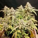 godfather-og-auto-fem-7ch-american.jpg