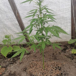 gorilla-glue-auto-glue-auto-fem-fastbuds.jpg