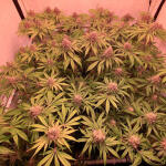 orange-kush-cake-r1-fem-ethos-genetics.jpg