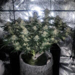 pineapple-chunk-fem-barneys-farm.jpg