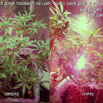 arjans-haze-3-fem-ghs.jpg