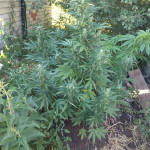 big-devil-xl-auto-sweet-seeds.jpg