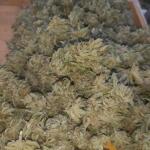 booberry-cookies-rbx-fem-ethos-genetics.jpg