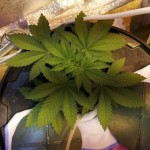 gorilla-glue-4-fem-anesia-seeds.png