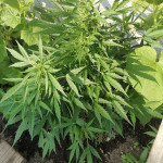 gorilla-glue-auto-glue-auto-fem-fastbuds.jpg