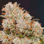 hellfire-og-auto-fem-7ch-american.jpg