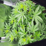 lemon-cherry-cookies-auto-fem-fastbuds.jpg