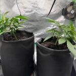 lemon-cherry-cookies-auto-fem-fastbuds.jpeg